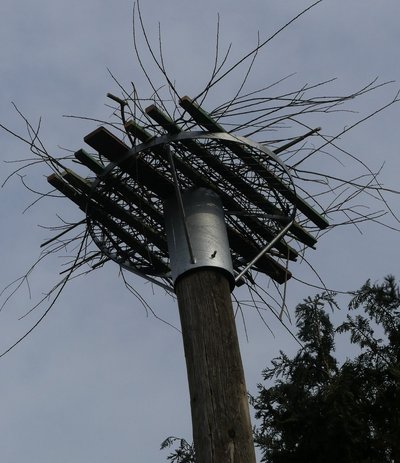 Störche5.jpg