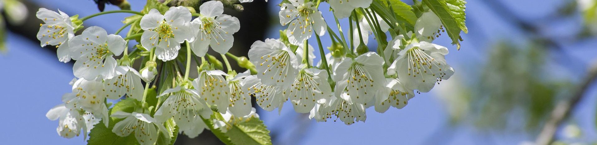 beratung_kirschen_bluete_cherry-blossom-g8e2cc0a1e_1920.jpg